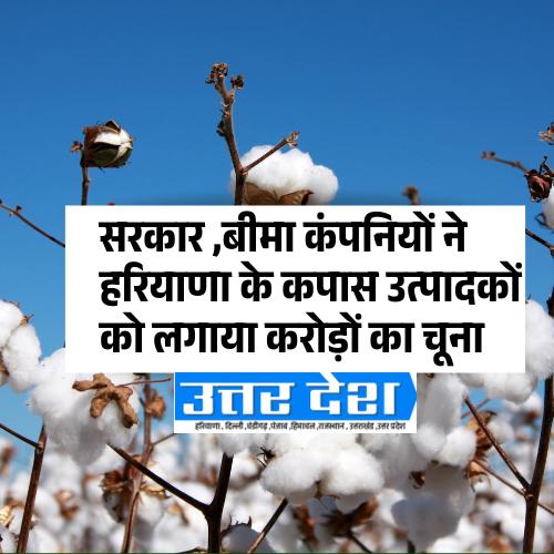 सरकार ,बीमा कंपनियों ने हरियाणा के कपास उत्पादकों को लगाया करोड़ों का चूना