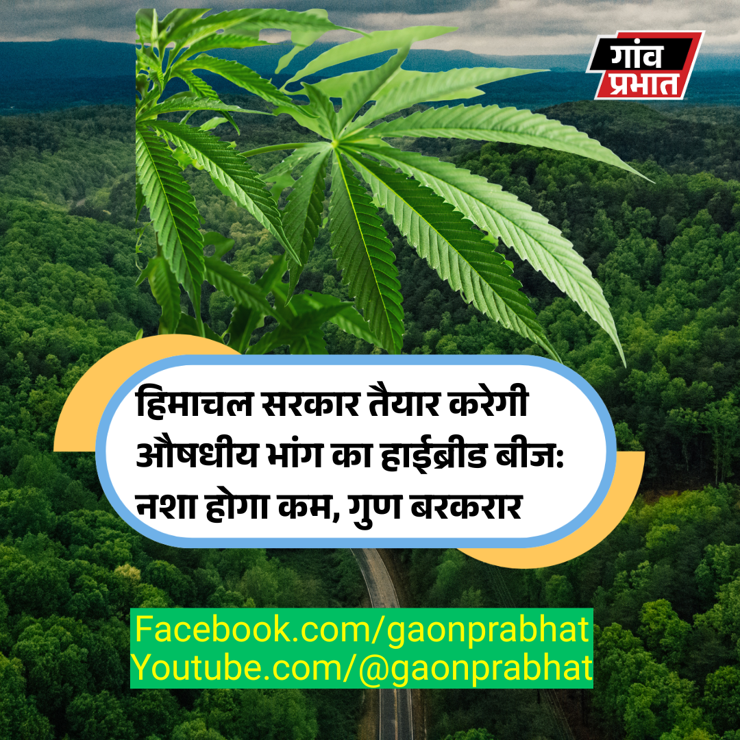 मलाणा की बदनामी धोएगा हिमाचल का 'मेडिकल भांग' बीज!